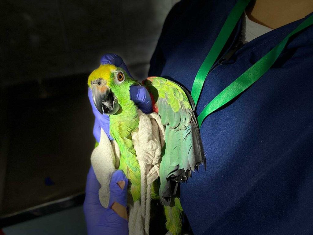 Foto : Secretaría de Ambiente